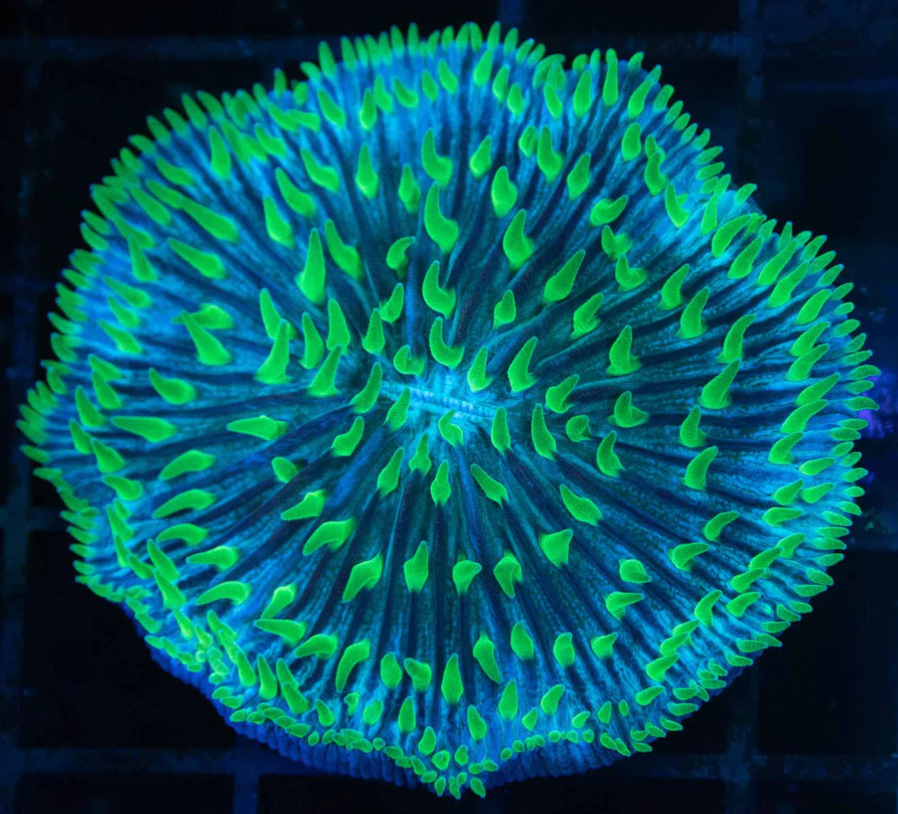 Neon Green Long Tentacle Plate-L