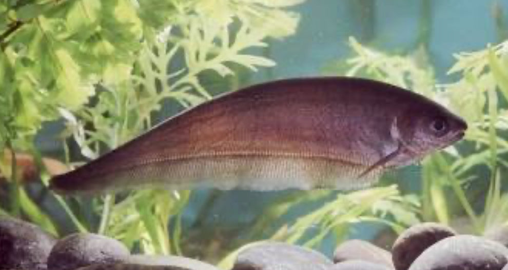 African Knifefish