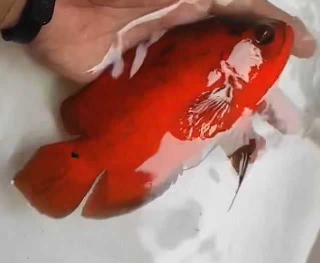 Super Fire Red Oscar (Astronotus ocellatus) 5”