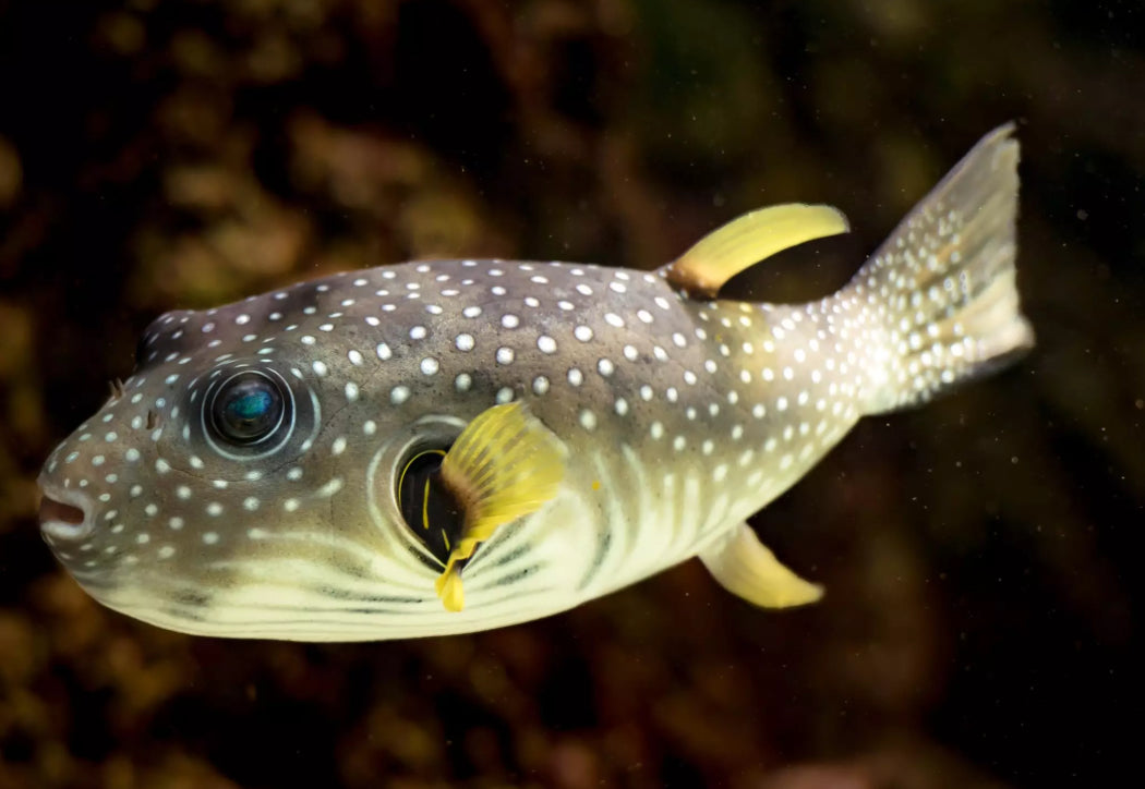 Stars & Stripes Puffer