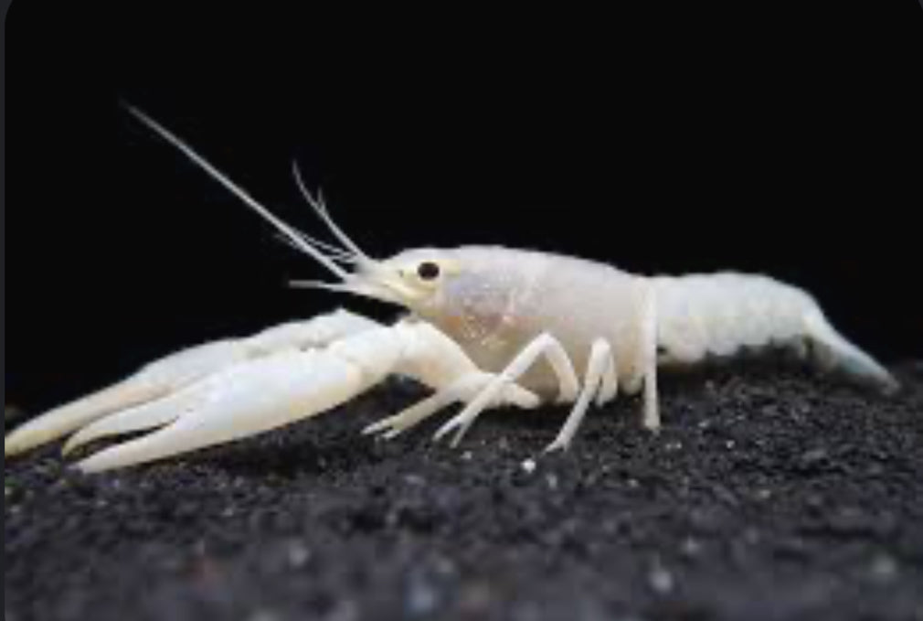 White Lobster