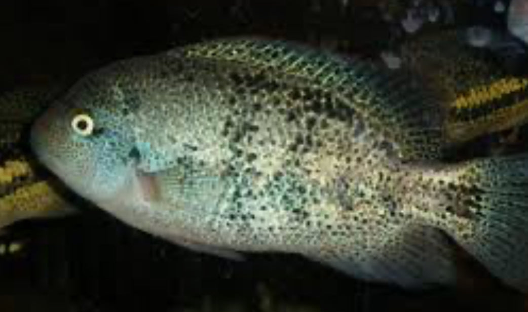 Vieja zonata (Vieja Zonatus) 1”-2”