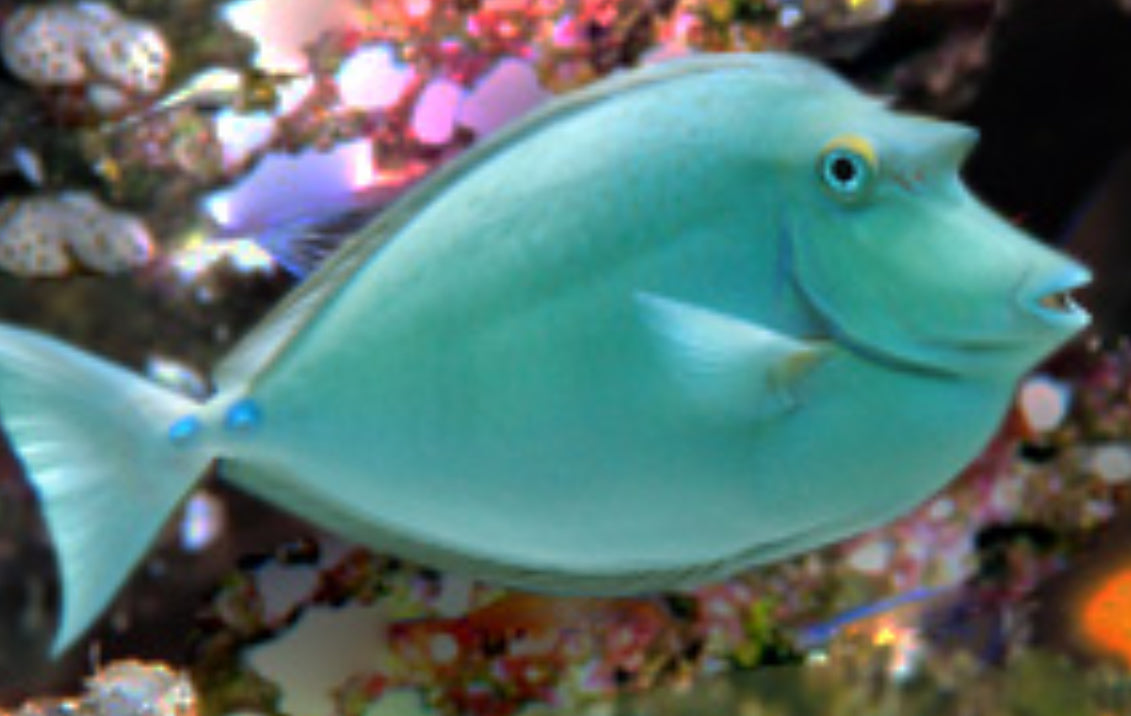 Blue Spine Unicorn Tang