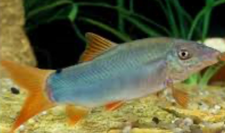 Blue Redtail Botia