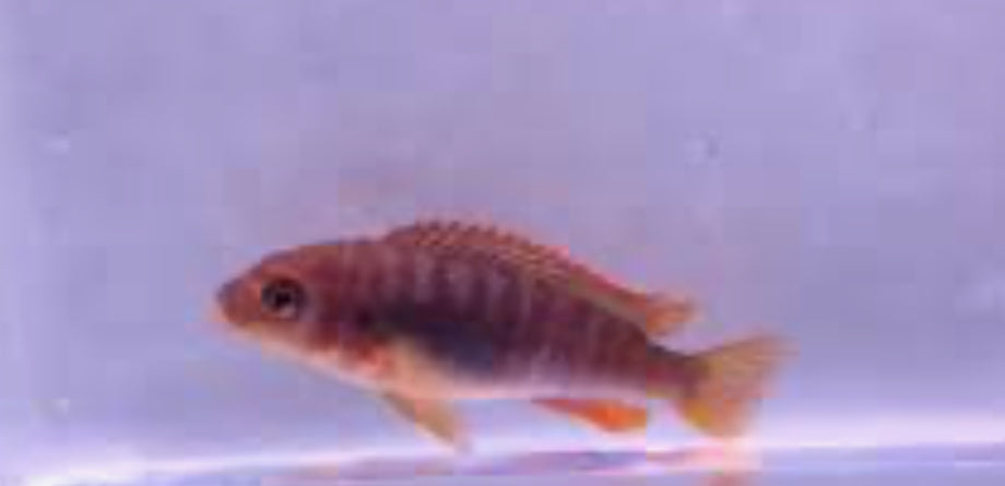 RUSTY CICHLID-1.5"-2"