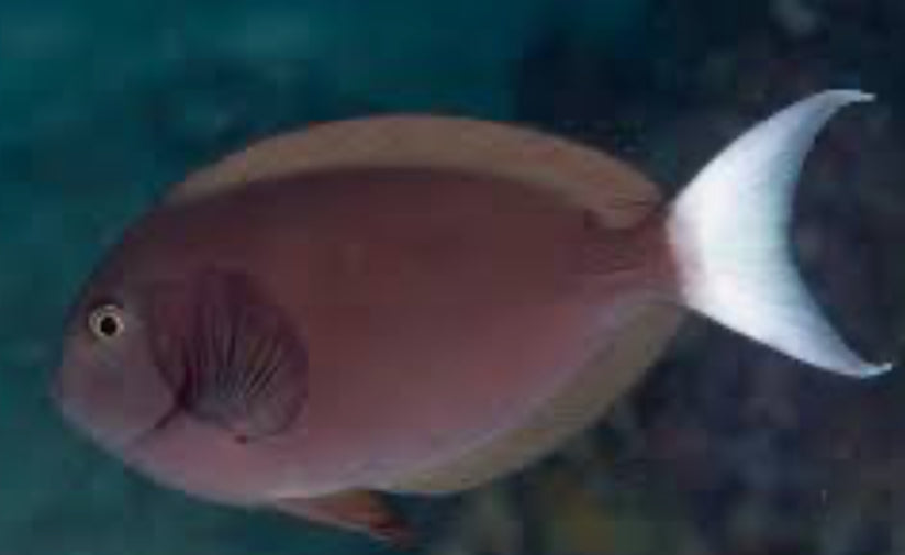 Thompson's Surgeonfish LG (rare)