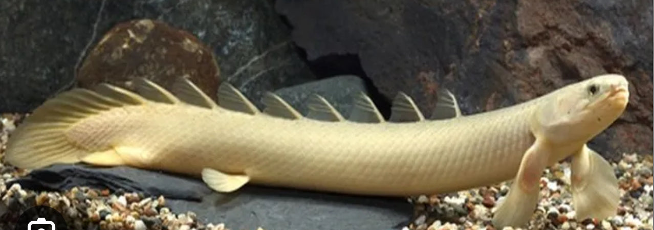 ALB POLYPTERUS PALMAS 4”-5”