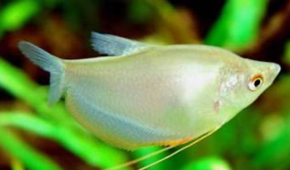 Moonlight Gourami