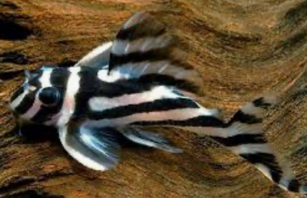 True Zebra Pleco – (Hypancistrus zebra L046)