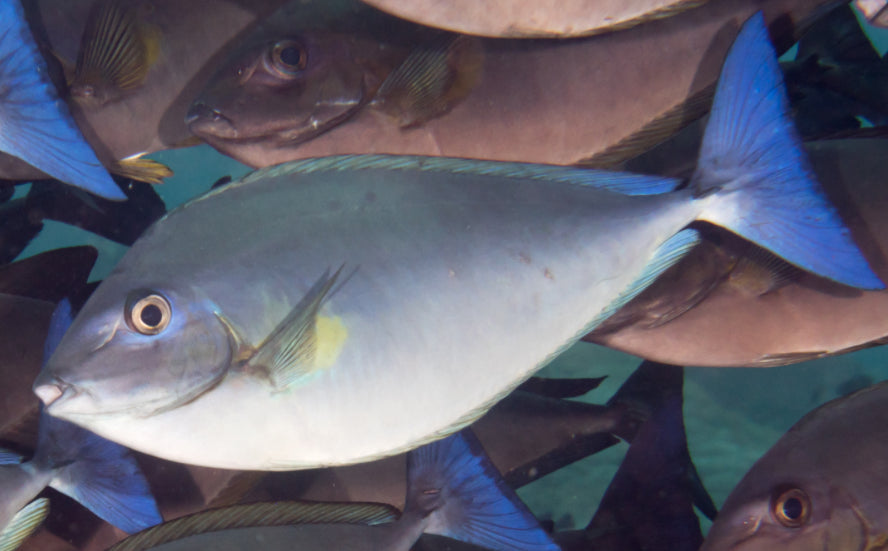 Bluetail Unicorn Tang XL