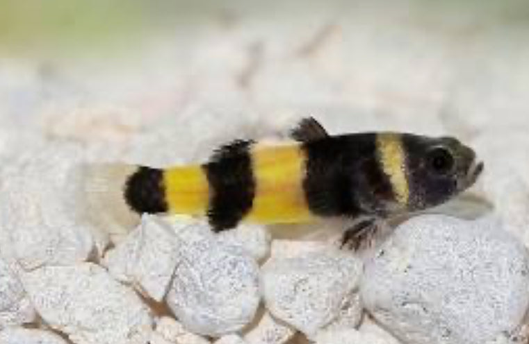 Bumble Bee Goby