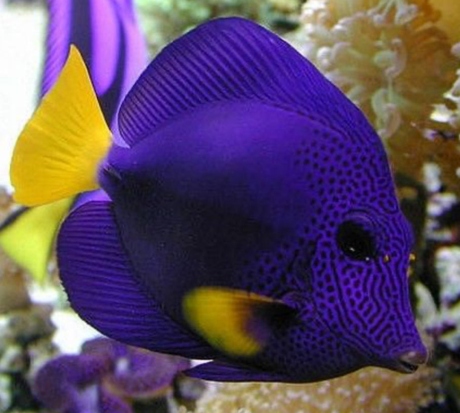 Purple Tang