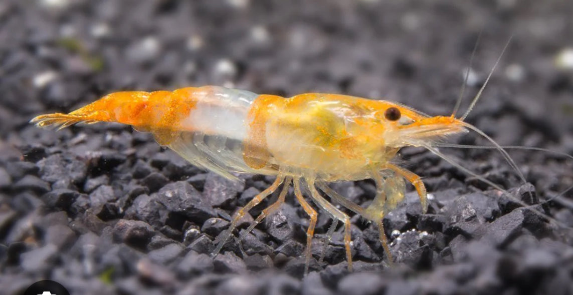 Orange Rili Shrimp