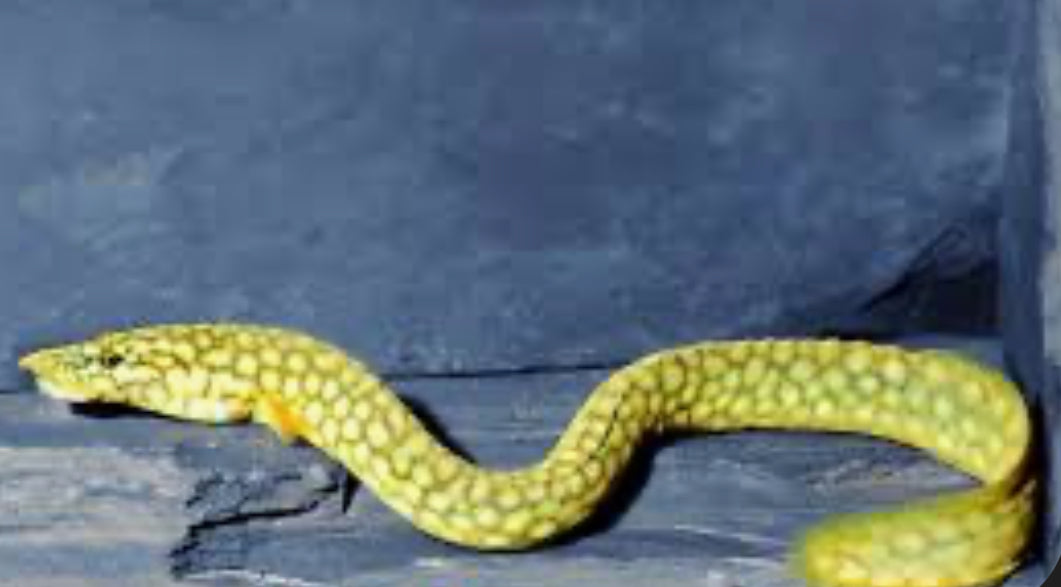 Mastacembelus cf. moorii Eel