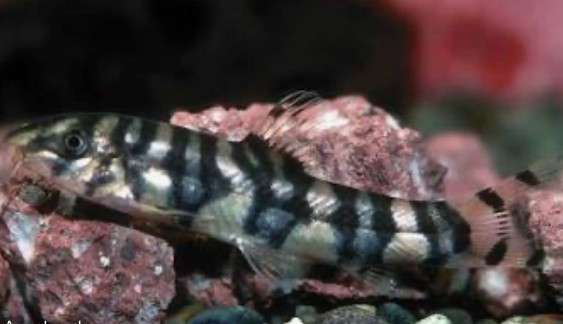 Botia Rostrata (zebra Loach) ml