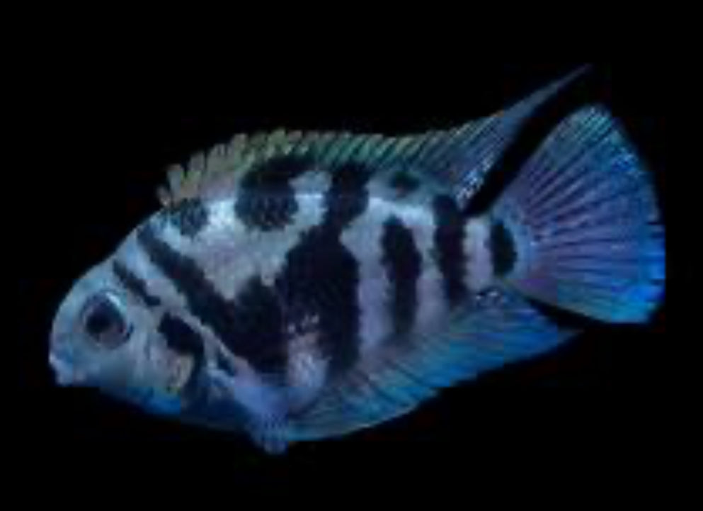Polar Blue Parrot