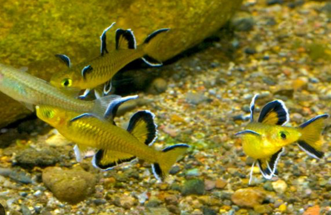 Signifer (blue eye) Rainbow