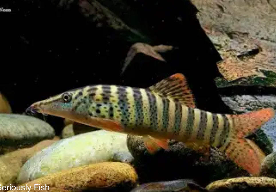 Syncrossus berdmorei