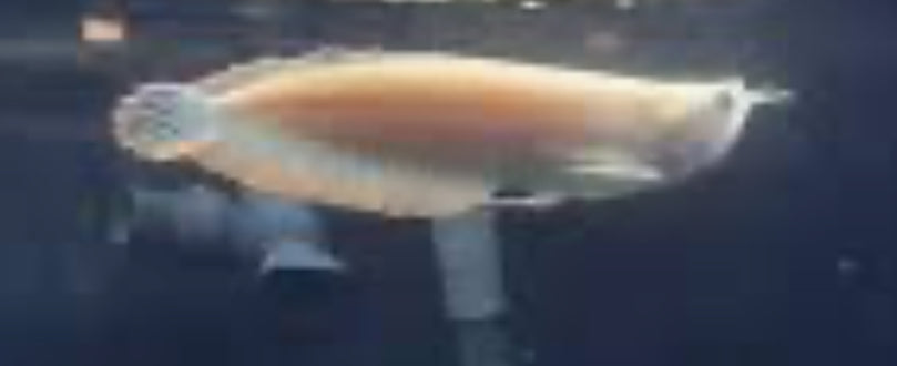 LEUCISTIC SILVER AROWANA 4"-6"