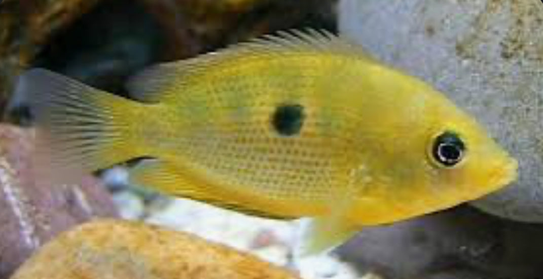 Orange Chromide (Etroplus maculatus)
