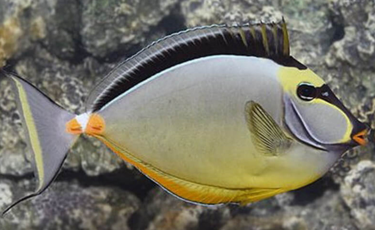 Naso Tang
