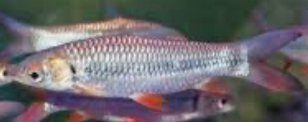 Red Tail Chalseus 5.5”-6”