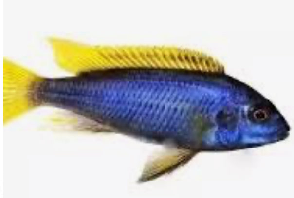 ACCI CICHLID