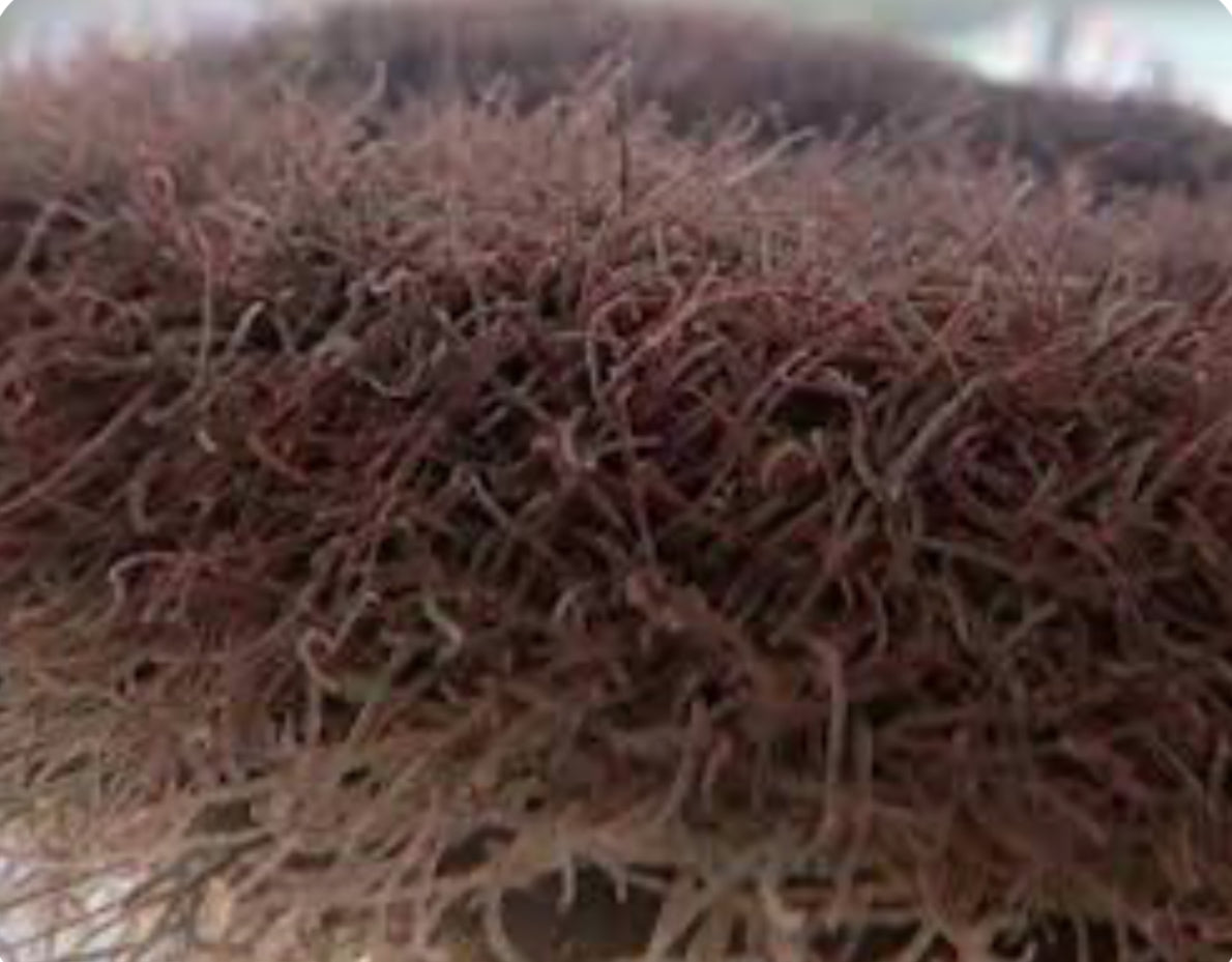 Live Black Worms Fish Food
