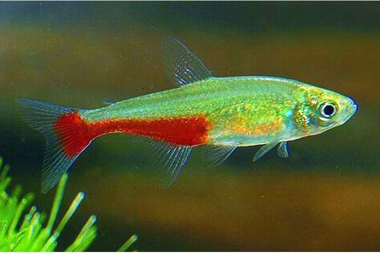 Green Fire Tetra x 6 (group of 6)