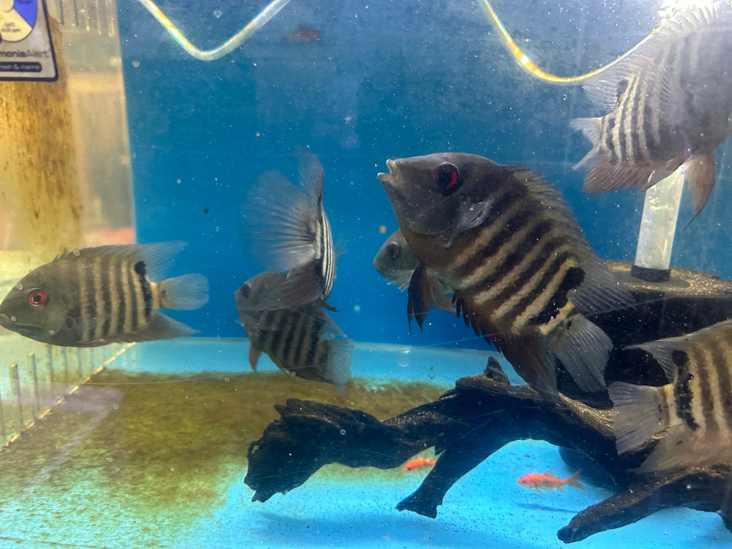 Red Mouthbrooder Severum (Heros liberifer)