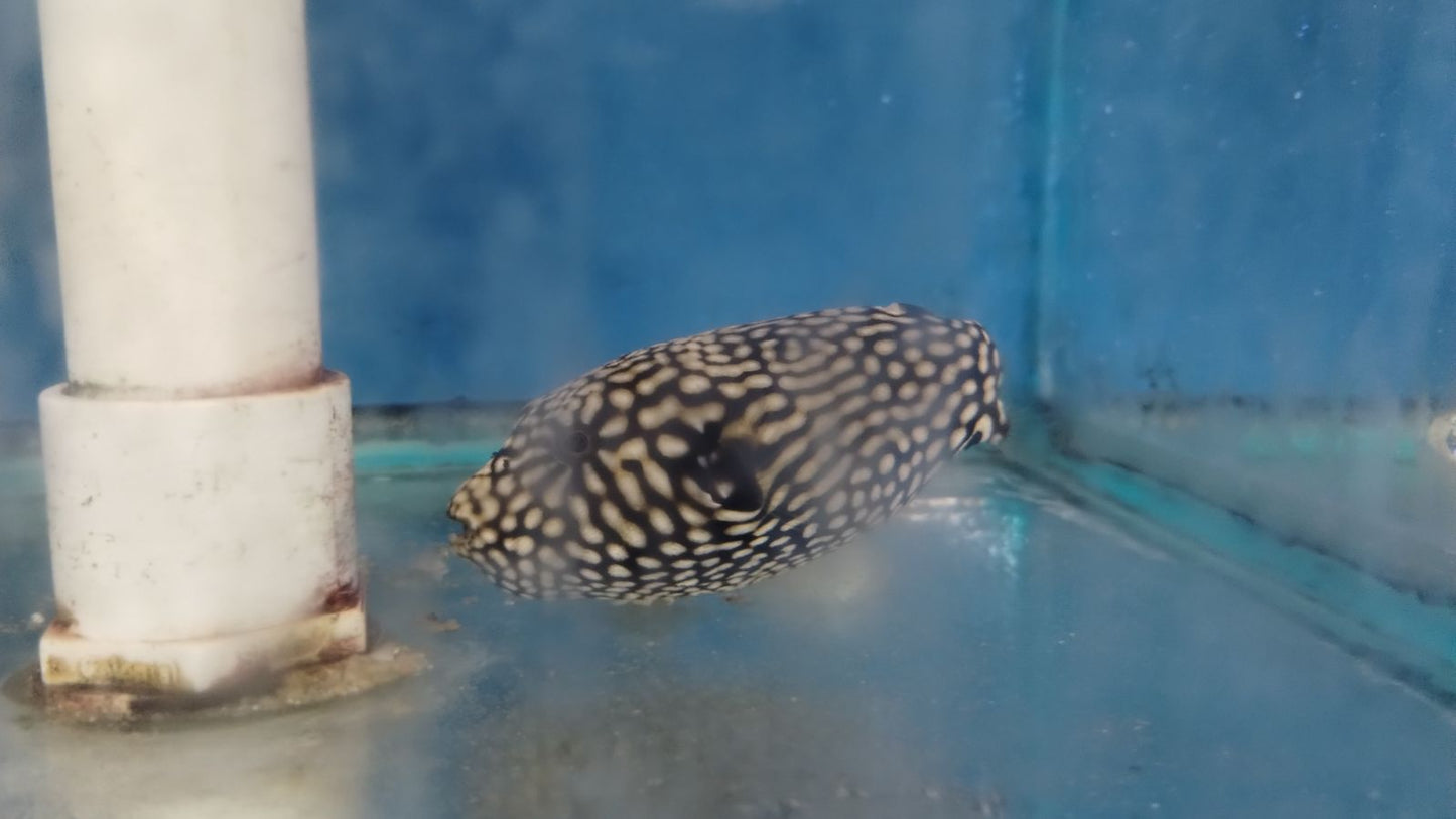 Mappa Puffer
