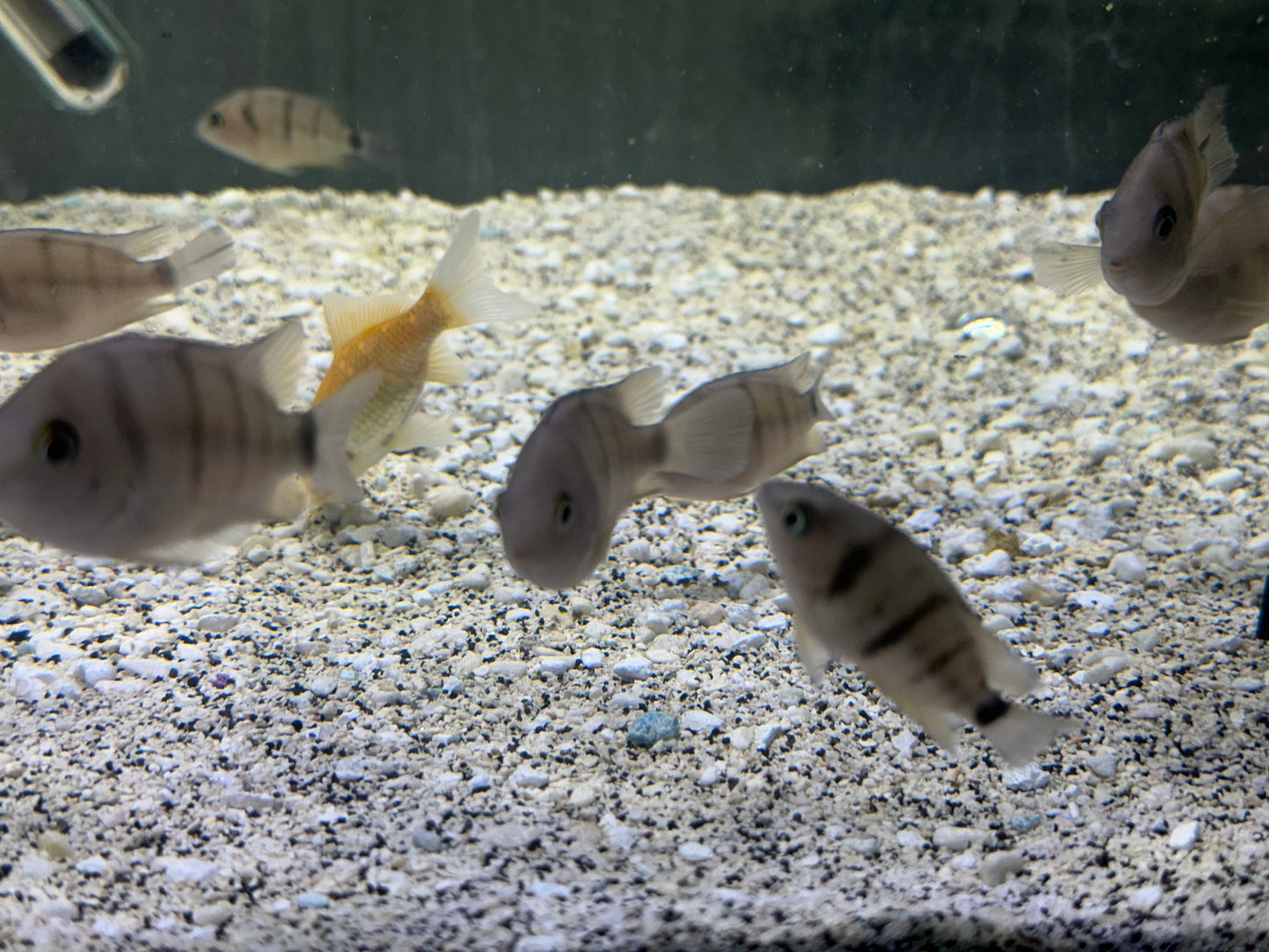 Cryptoheros cutteri
Blue Eye Cichlid