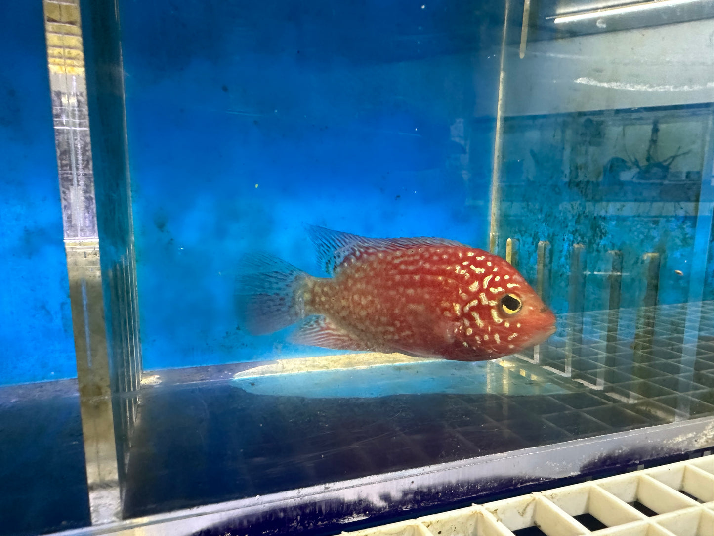 Red Texas Cichlid (Herichthys sp. hybrid)