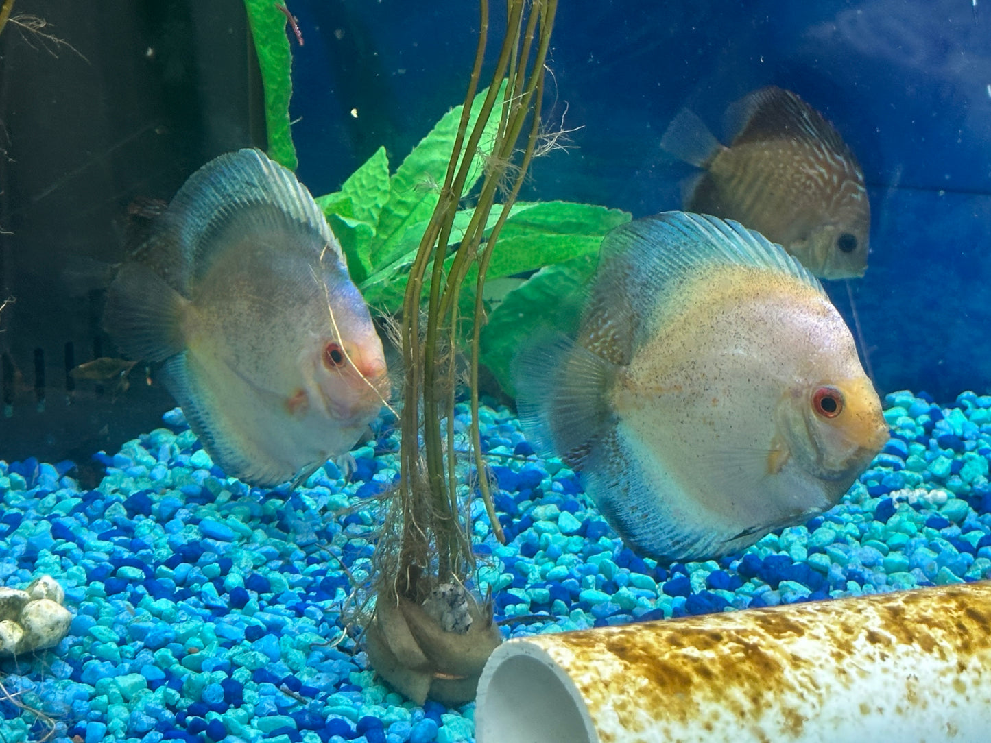 White Butterfly Discus 4"-5"
