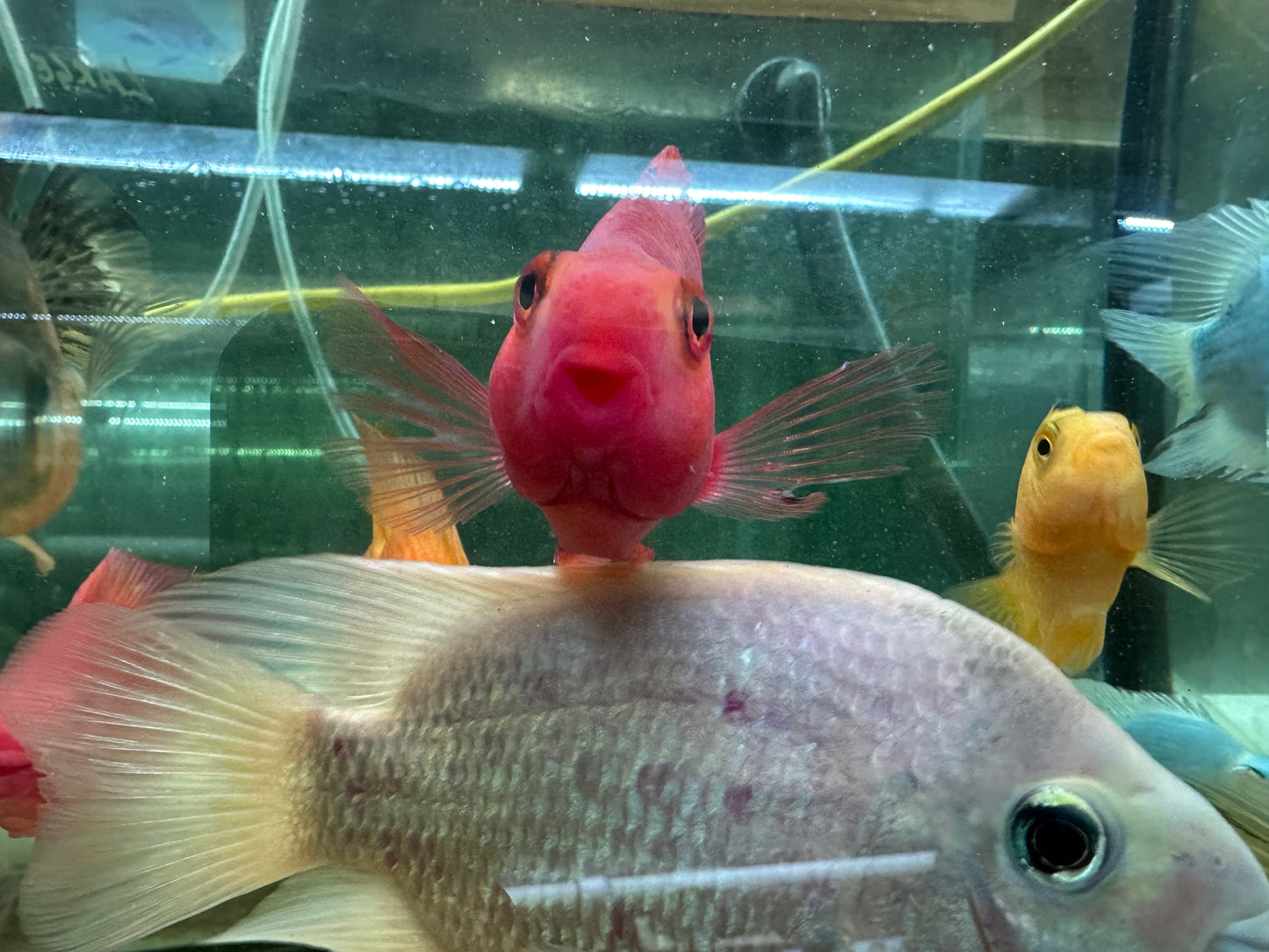 Purple King Kong Parrot Cichlid