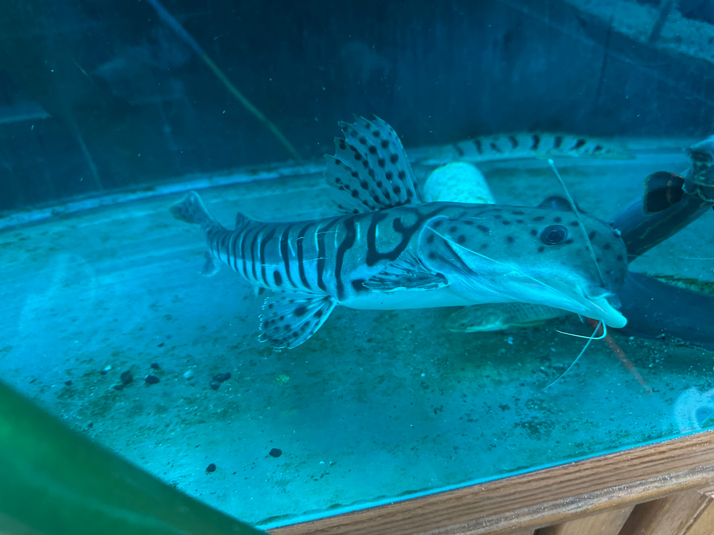 *RARE* Dolphin Head Tiger ShovelNose Catfish 14"-16"