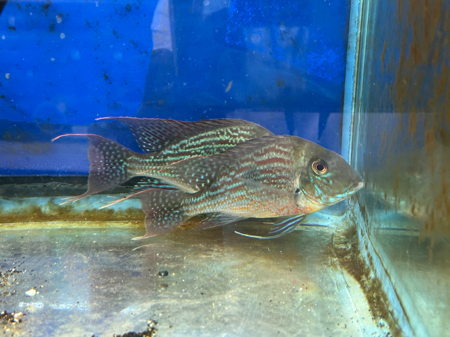 American Cichlid Geophagus Sveni