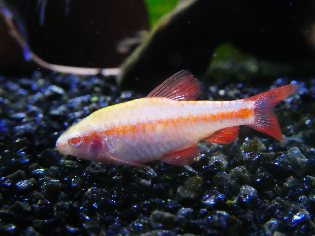 Albino Cherry Barb x 6 (group of 6)