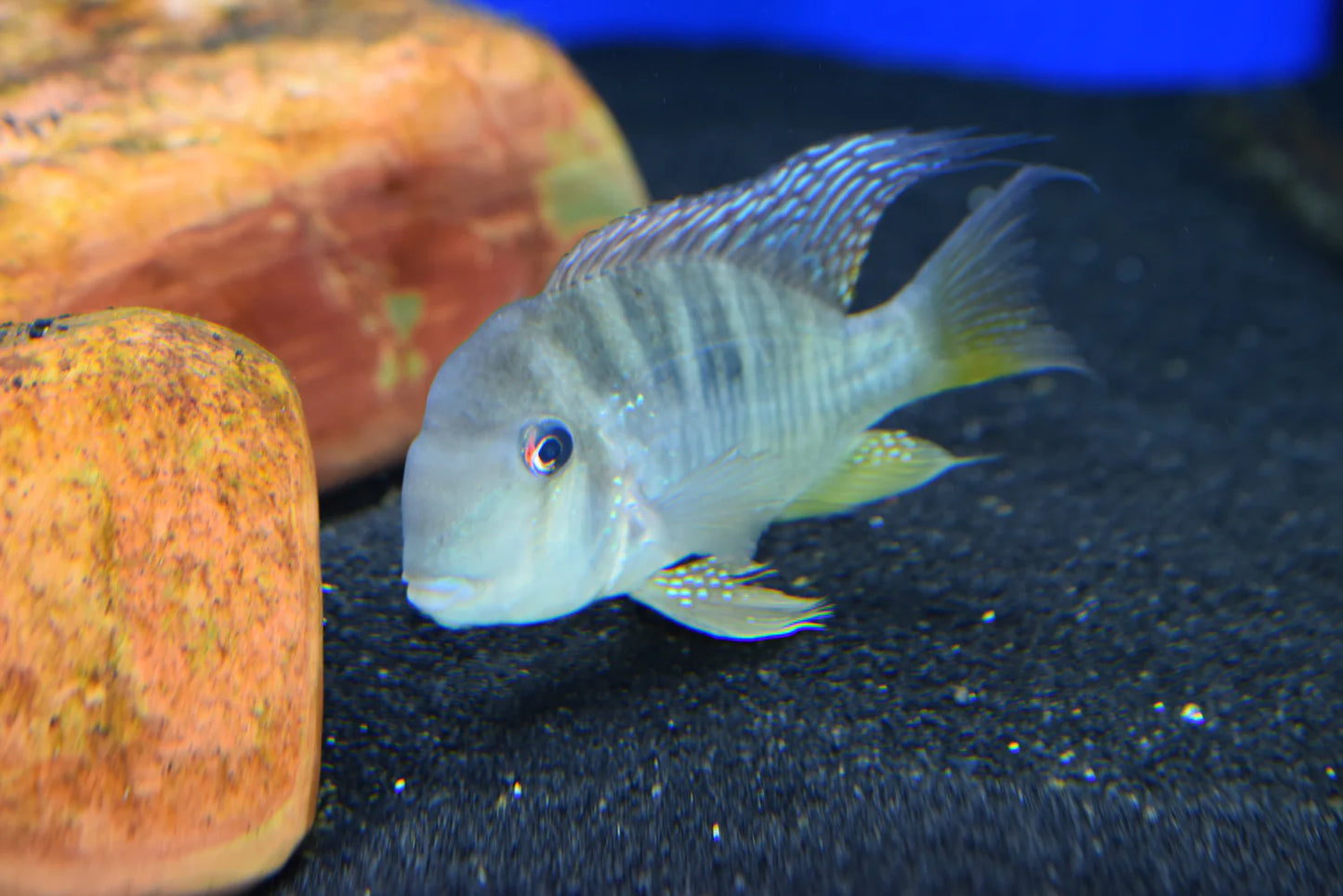 Geophagus Balzanii