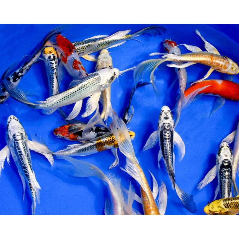 Assorted Butterfly Koi