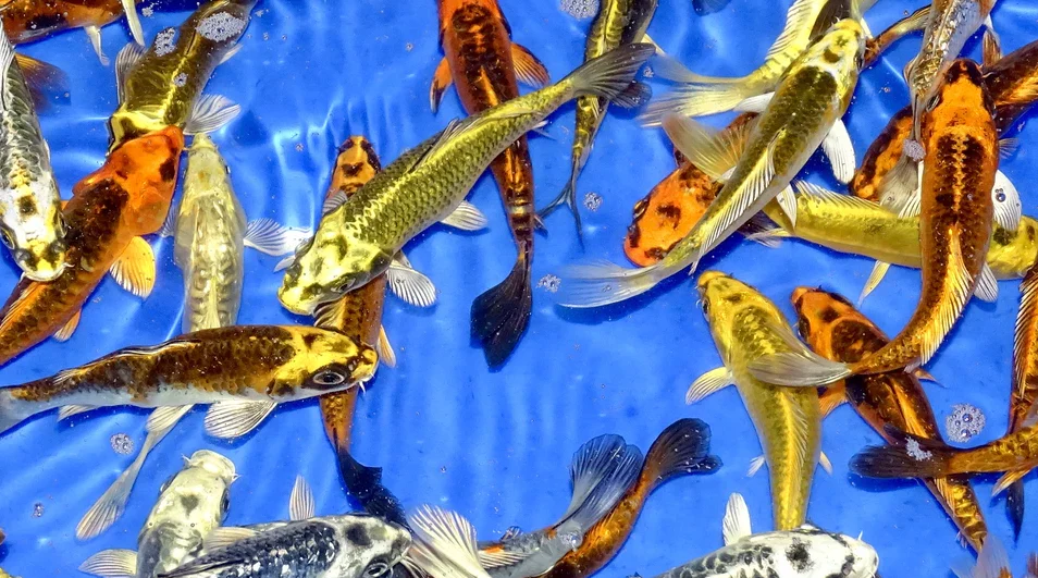 Assorted Butterfly Ghost Koi