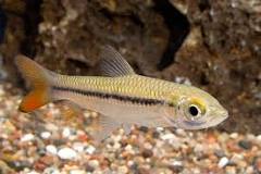 Redtail Golden Shark