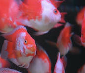 Red & White Santa Parrotfish