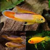Apistogramma agassizii Fire Gold