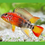 Macmaster's Apisto