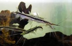 LIMA SHOVELNOSE 3"-4"