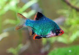 Green Tiger Barb