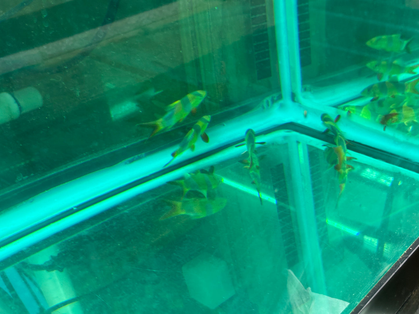Clown Loach Nice