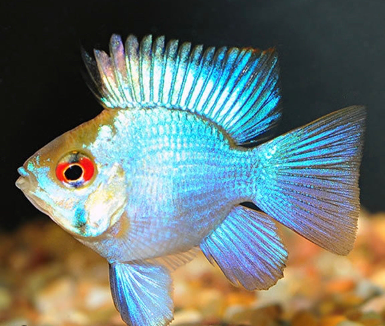 Gold Head Electric Blue Ballon Body Ram