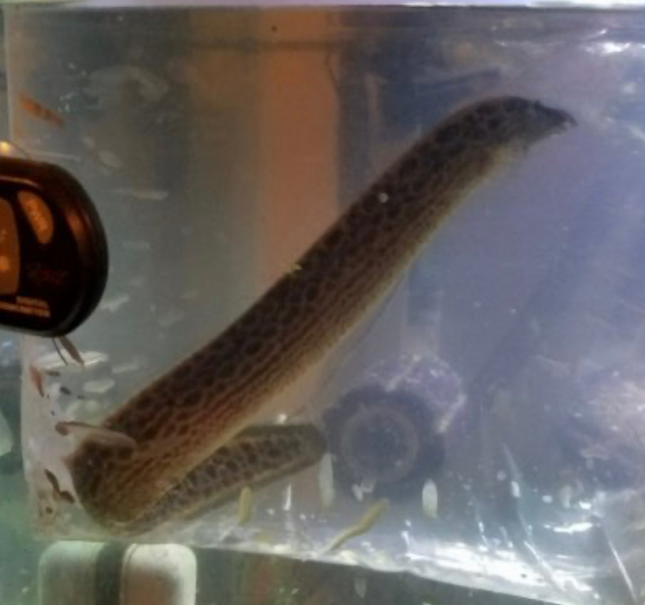 Burmese Tiretrack Eel